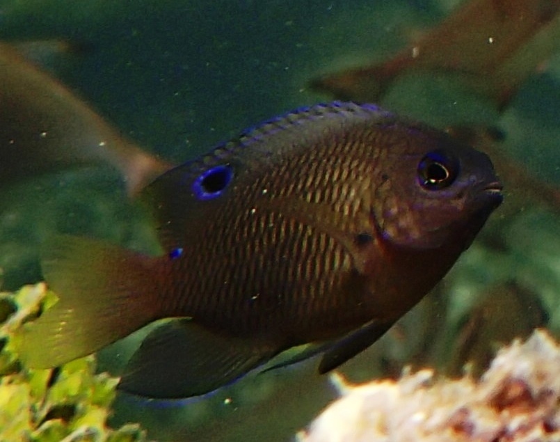 Dark damsel (Pomacentrus aquilus) — Pomacentridae