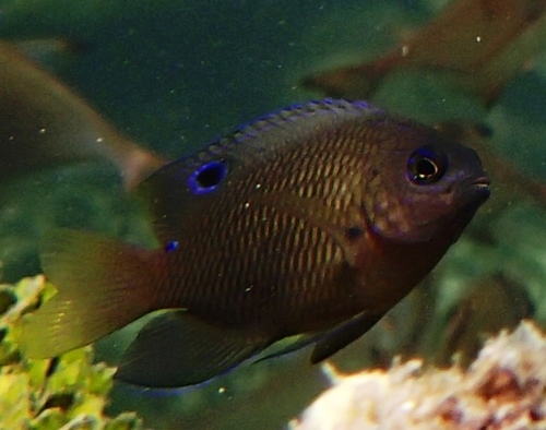 Dark damsel (Pomacentrus aquilus) — Pomacentridae