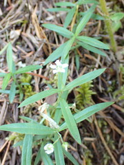 Moehringia