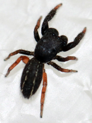 Metacyrba taeniola similis