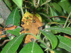 Mycosphaerella colorata