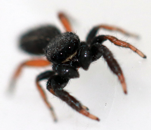 Ribbon Jumping Spider photo 6