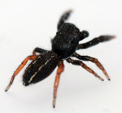 Metacyrba taeniola similis