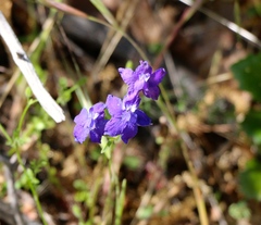 Delphinium consolida