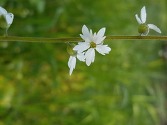 Lithophragma parviflorum