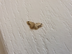 Idaea trigeminata