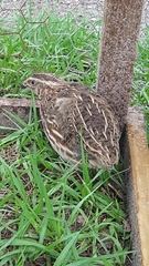 Coturnix
