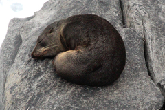 Arctocephalus forsteri