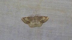 Stegania trimaculata