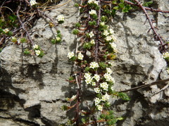 Kelleria dieffenbachii