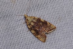 Aleimma loeflingiana