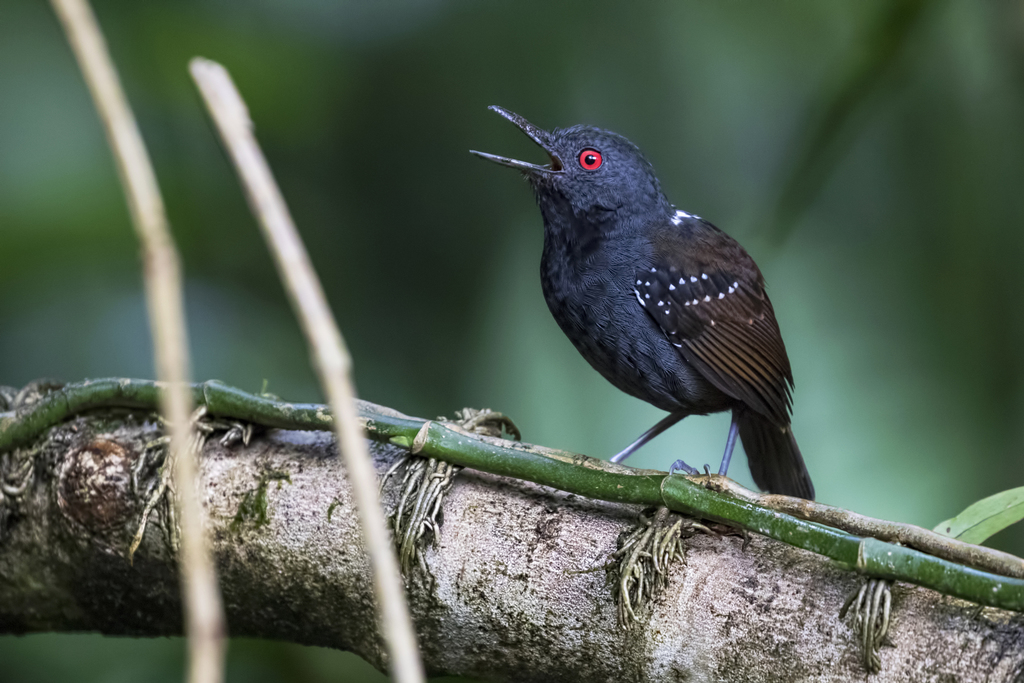 Dull-mantled Antbird photo