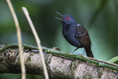Dull-Mantled Antbird photo 1