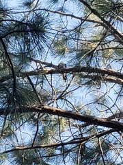 Ictinia mississippiensis