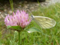 Dismorphiinae