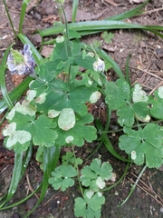 Phytomyza aquilegiae group