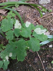 Phytomyza aquilegiae group