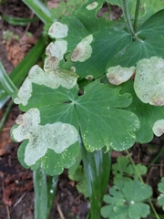 Phytomyza aquilegiae group