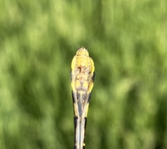Gomphurus fraternus