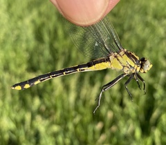 Gomphurus fraternus