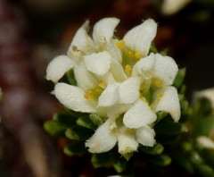 Kelleria dieffenbachii