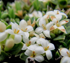 Pimelea oreophila lepta