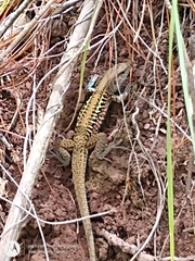 Holcosus undulatus thomasi