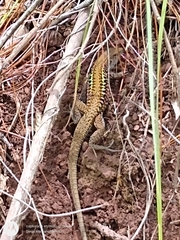 Holcosus undulatus thomasi
