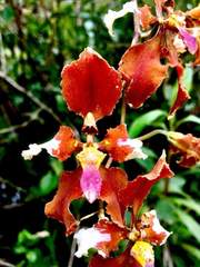 Cyrtochilum ventilabrum