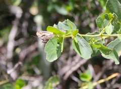Polygonia satyrus