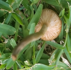 Desarmillaria caespitosa