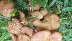 Desarmillaria caespitosa