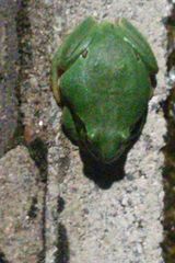 Hyla molleri