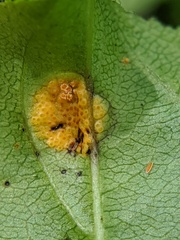Puccinia coronata