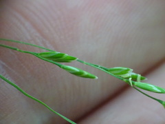 Poa saltuensis