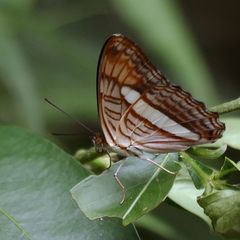 Adelpha thessalia