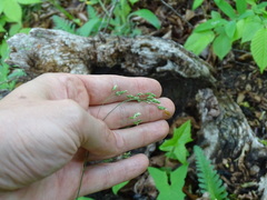 Poa saltuensis