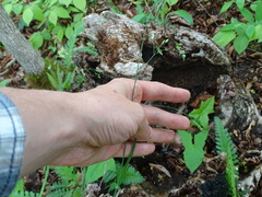 Poa saltuensis