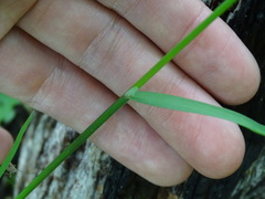 Poa saltuensis