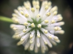 Cephalanthus tetrandra
