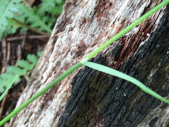 Poa saltuensis