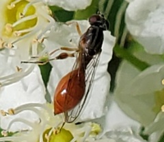 Sphegina