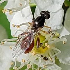 Sphegina