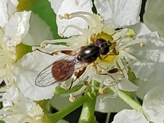 Sphegina