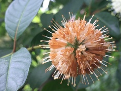 Cephalanthus tetrandra
