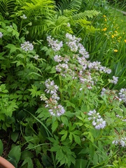 Hydrophyllum virginianum