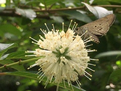 Cephalanthus tetrandra