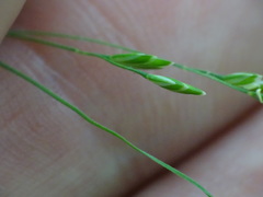 Poa saltuensis