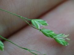 Poa saltuensis
