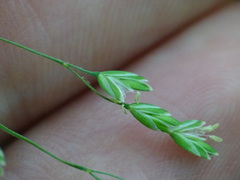 Poa saltuensis